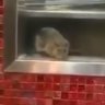 'Makes me want to vomit': Rat seen at restaurant in Sydney food court