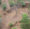 Aerial footage of feral deer in Victoria.
