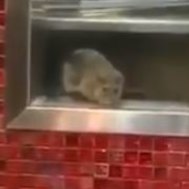 'Makes me want to vomit': Rat seen at restaurant in Sydney food court
