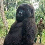 'They mimic everything we do': How a park ranger got two gorillas to pose for a selfie