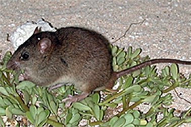 The disappearance of the Bramble Cay melomys is the first known mammal extinction to be directly linked to climate change.