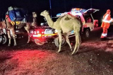 Emergency services with some of the camels on Sunday.