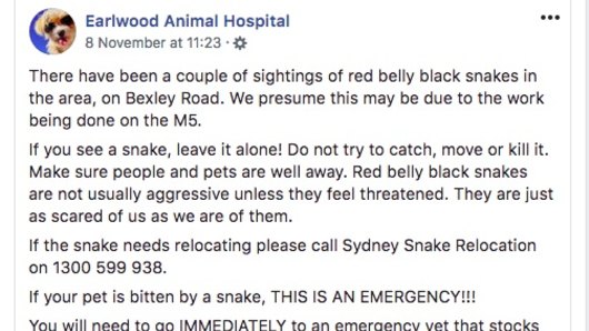 Earlwood Animal Hospital posted a warning on social media after twice spotting red-bellied black snakes in the residential area last week.