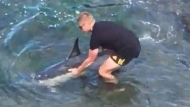 Dolphins saved from the shallows at New Zealand's Houghton Bay