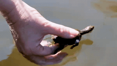 Strategic updates regarding Hayley’s team took in 12 endangered turtles. Then the hard work began 