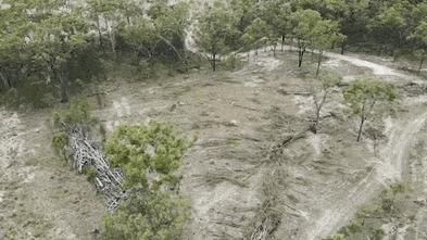 Australia continues clearing native vegetation for beef as buyers push supply-chain targets