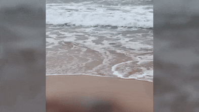 Shark stalks washed-up dolphin carcass on Sydney’s northern beaches