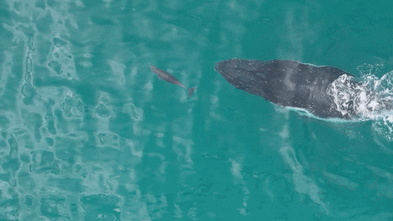 Revealed: How playful whales and dolphins socialise with each other