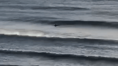 A shark lunged at Alex while his back was turned. The ‘helmet’ on his ankle may have saved him