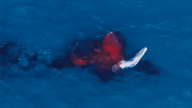 Drone video captures first documented footage of a humpback whale birth
