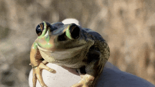 In the heart of industrial Greenacre, a frog sanctuary teems with life