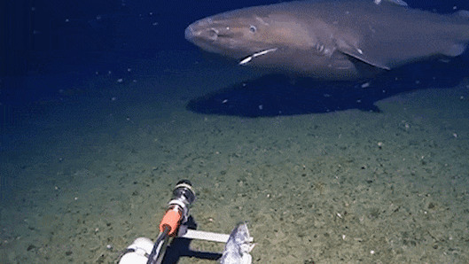 Sleeper shark