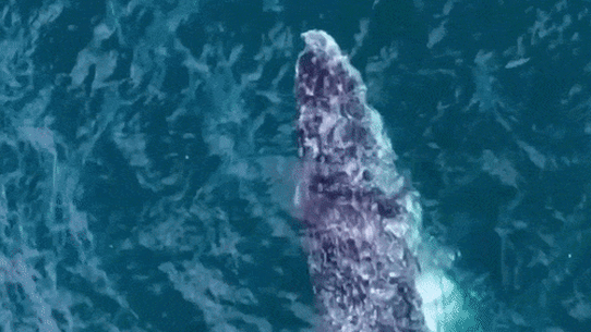 In March, a whale was spotted swimming northwards off Bondi Beach.