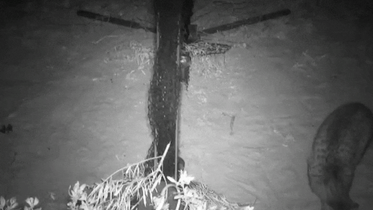 A feral cat being caught in a humane trap north-west of Bourke.