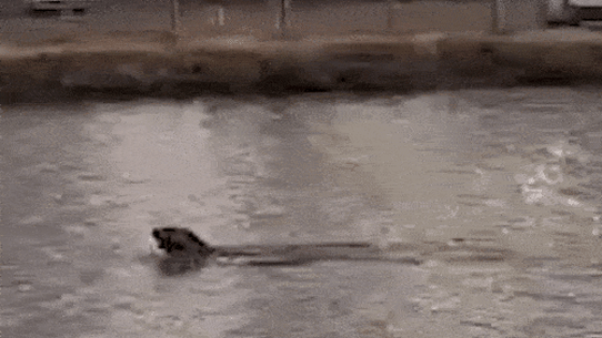 A seal was spotted in Footscray on Monday morning.