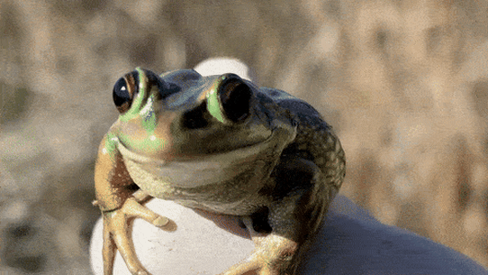 The green and golden bell frog was once plentiful in Sydney.