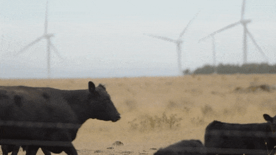 Livestock and renewable energy can co-exist on farms.