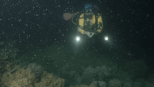 Great Barrier Reef coral spawning