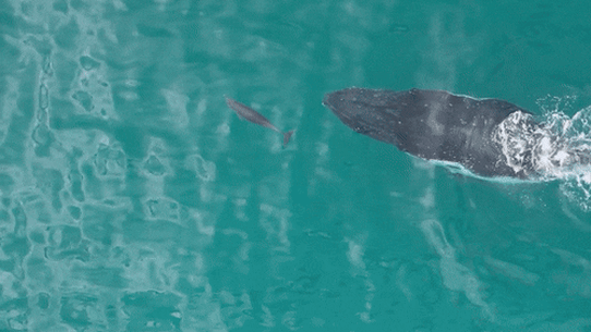 A new study finds that whales and dolphins play together.