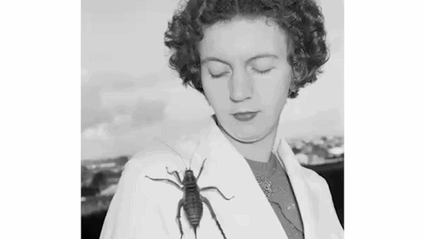 Entomologist Dr Aola Richards made her name studying these giant cave crickets.