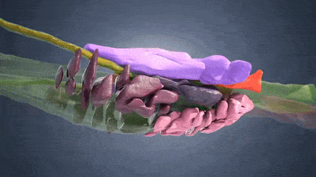 The paralysis tick in action.