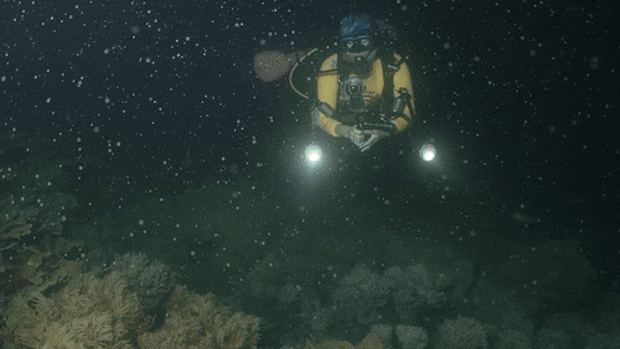 Great Barrier Reef coral spawning