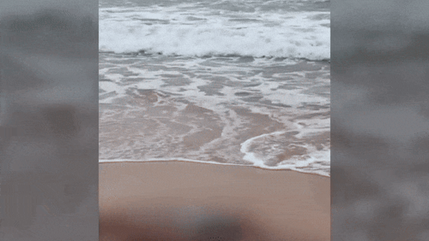 A shark seen in the shallows near a washed up dolphin carcass at Bungan Beach, Newport.