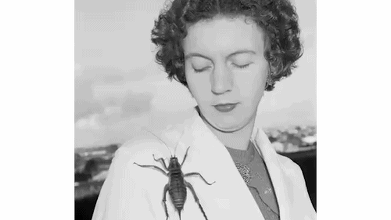 The cave-dwelling trailblazer, her puppy-sized insects and a $40m surprise