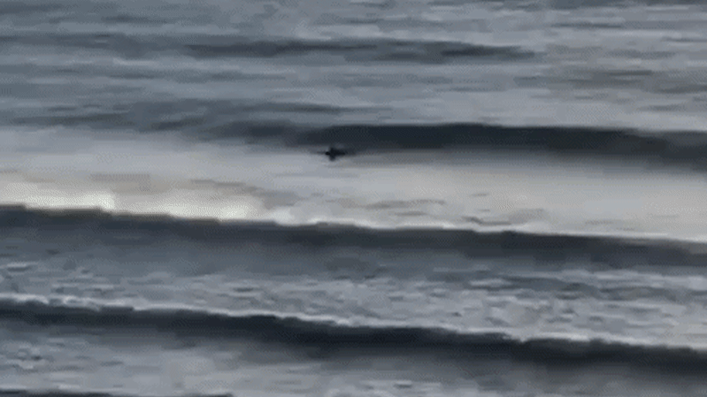 A shark lunged at Alex while his back was turned. The ‘helmet’ on his ankle may have saved him