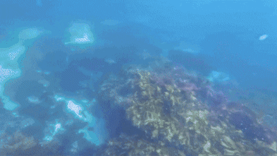 Perth diver describes moment he surfaced to find his boat missing