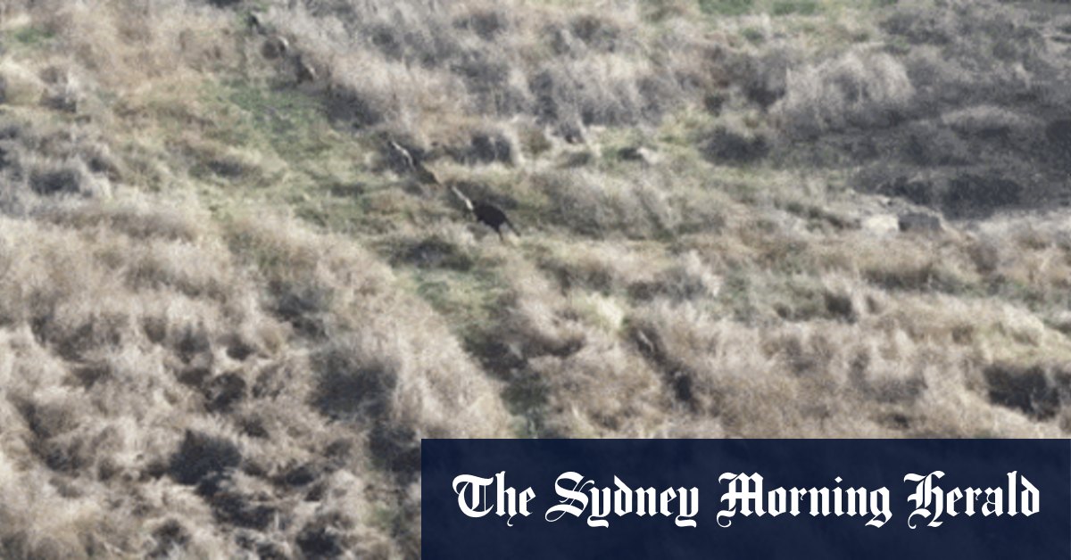 ‘I thought it was a horse’: Rogue pigs run amok across NSW