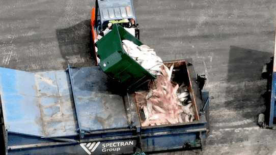 Fish kills have caused a stink for the Tasmanian salmon industry.