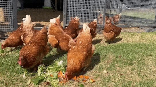A flock of “sentinel chickens” in Wagga Wagga that are tested each week for mosquito-borne disease.