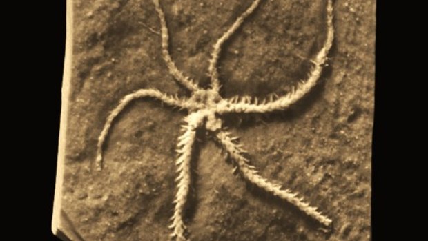 A microCT scan revealed the details of the self-cloning brittle star.