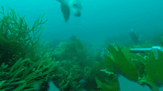 WA mega-marine park proposed to rival Ningaloo needs work: scientists
