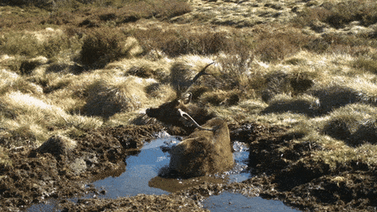A feral deer wallowing in the Bogong High Plains in Victoria’s Alpine National Park.