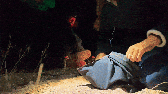 Scientists are acknowledging that fences might be our last best hope of protecting native creatures. 