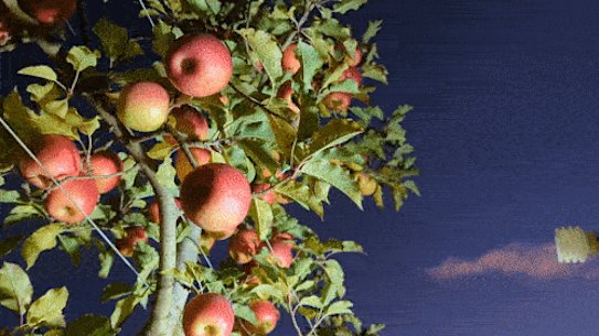 Ripe Robotics test robots picks an apple from an orchard. 