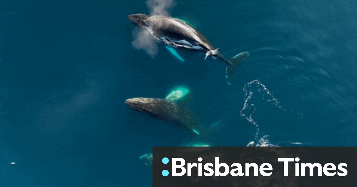 Whales in Antarctica and why they're threatened by climate change and humans - Vimarsana News