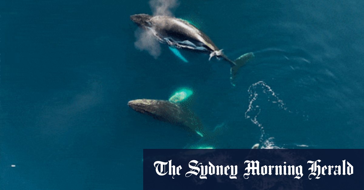 Whales in Antarctica and why they're threatened by climate change and humans - Vimarsana News