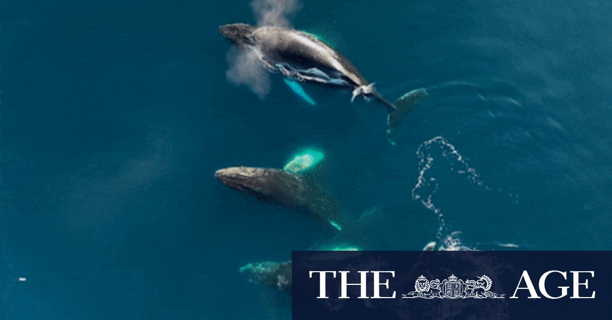 Whales in Antarctica and why they're threatened by climate change and humans - Vimarsana News