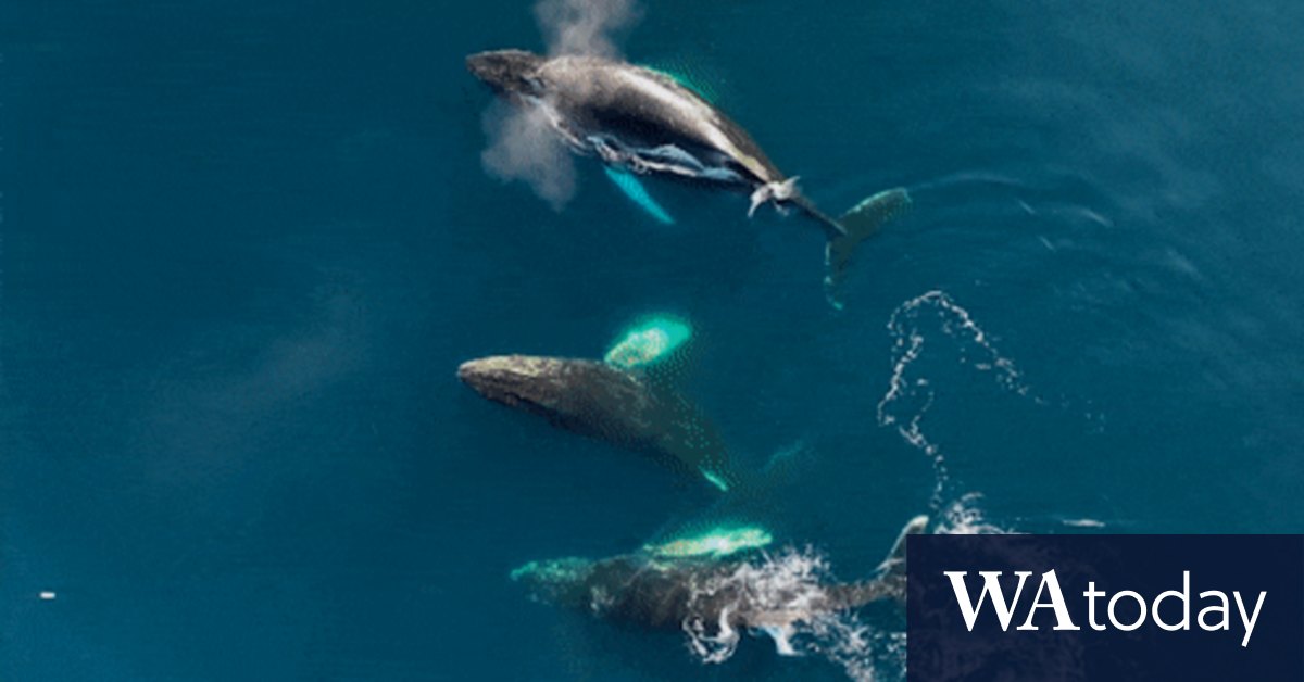 Whales in Antarctica and why they're threatened by climate change and humans - Vimarsana News