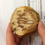 The inside of an anyakngarra nut.