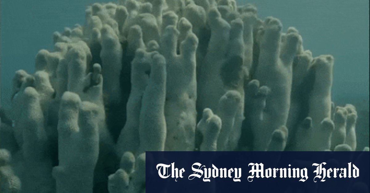 ‘You realise your children are probably never going to see Ningaloo the way you saw it’