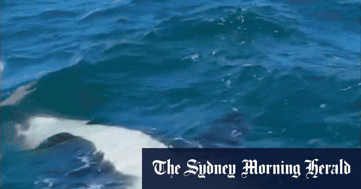 Orcas sink tourist boat off Portuguese coast