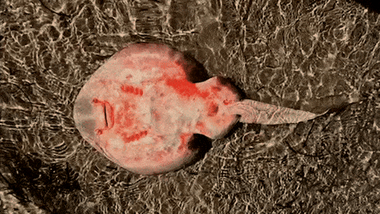 The toxic algal bloom in South Australia is killing marine life.