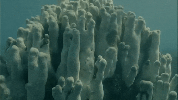 Ningaloo Reef has suffered a bleaching event.