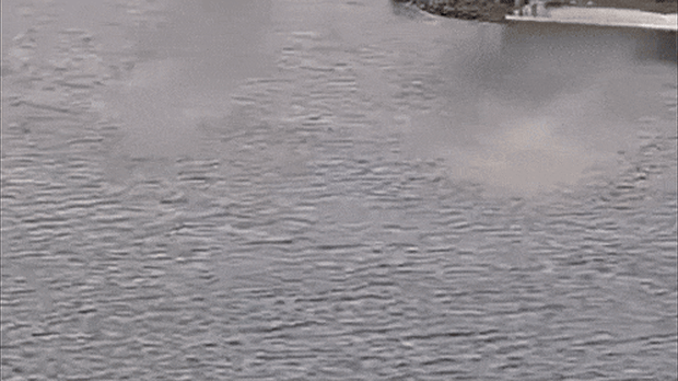 Whales in the Yarra River.