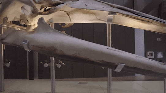 A chunk of whale jaw excavated from the banks of the Murray River a century ago has re-written the evolution story of history’s most enormous creatures.