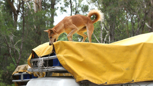 This Fraser Island dingo was stealing food from the roof rack of a tour vehicle. 